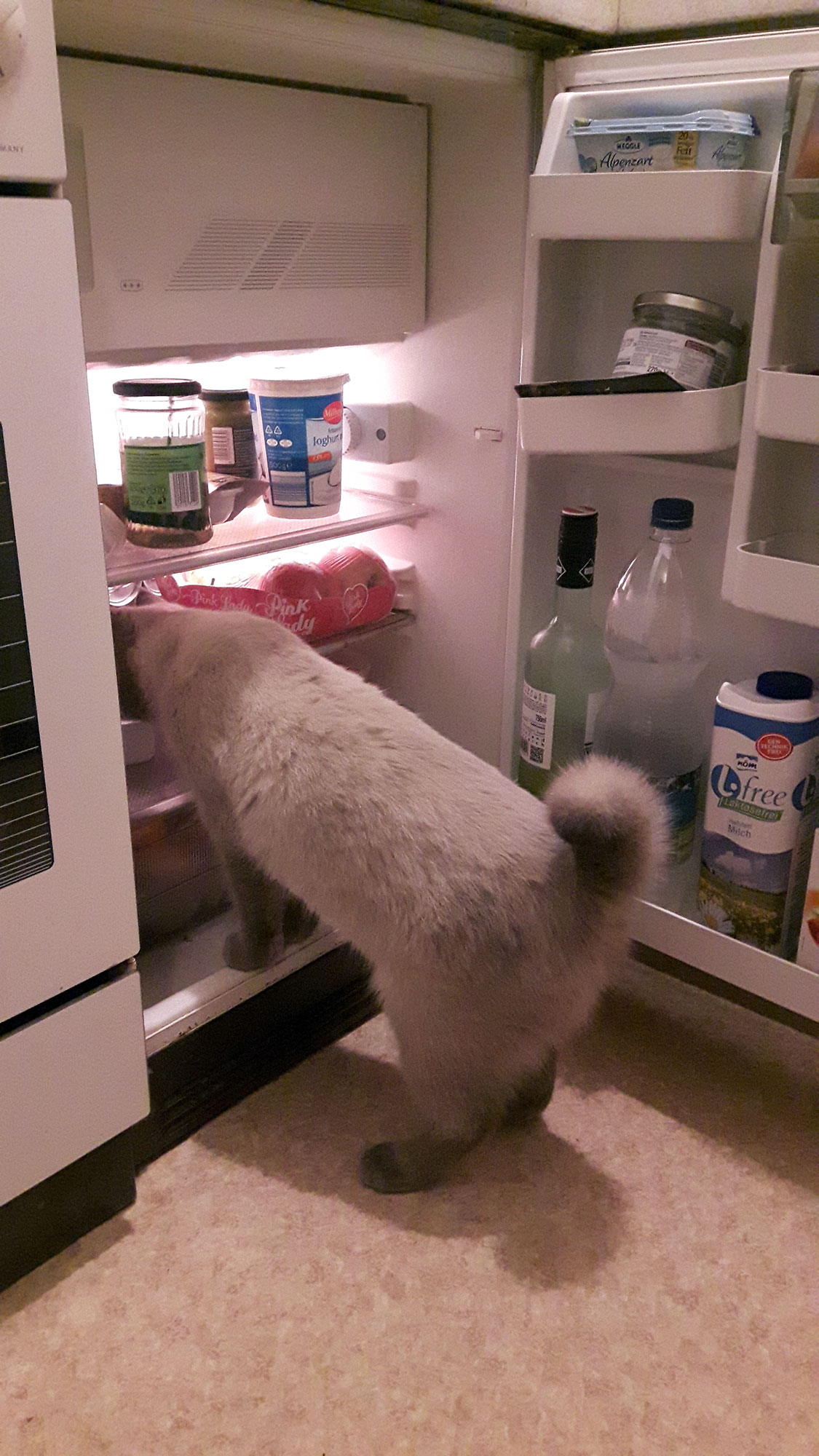 Mal sehen, was der Kühlschrank so her gibt...